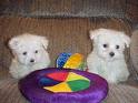 Lovely Maltese puppies for sale