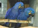 two hyacinth macaw birds for sale