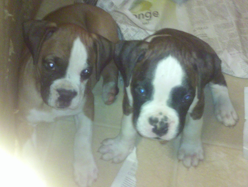 Boxer Puppies For Sale In Ohio. Northeast Ohio - Dogs for sale