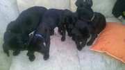 Black lab puppies for sale