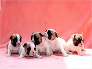 Gorgeous French bulldogs puppies for Adoption.