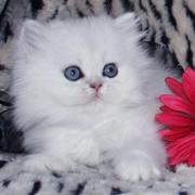 persian kittens for sale 