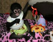 nice looking spider monkey for adoption.