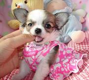 Mini teacup Chihuahuas to forgive Beige,  White,  Black and Tricolor