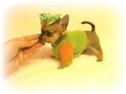 Tiny Adorable/Healthy Chihuahuas!…