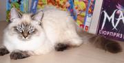 Adorable SIB (Neva Masquerade) male-kitten for Show and Breed
