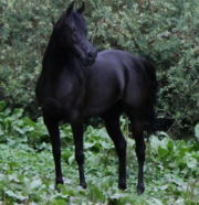 HU IKARIMAANA: Grace and Heritage from Elite Arabian Horse Breeders