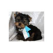 Adorable Baby Face T-Cup Yorkie Puppies For Adoption