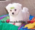 ADORABLE BABY FACE MALTESE PUPPIES FOR ADOPTION 