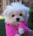 Lovely and cute maltese puppies for good homes, 