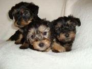 Male And Female TeaCup Yorkie Puppies For Free Adoption