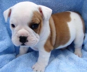 Tamed English Bulldog Puppies For Free Adoption