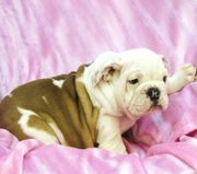 Affectionate English Bulldogs Puppies Available For Free Adoption 