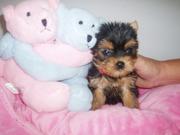 Beautiful Teacup Yorkie Puppies For Free Free Adoption