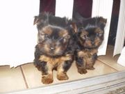Adorable Teacup Yorkie Puppies For Adoption