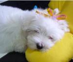 Charming Maltese puppies available for adoption