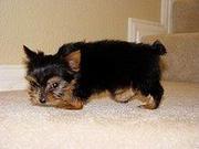 Beautiful teacup yorkie Puppies ready for adoption