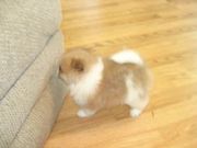 cute and adorable pomeranian puyppies for free adoption