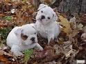 AFFECTIOPNATE MALE AND FEMALE ENGLISH BULLDOG PUPPIES FOR ADOPTION