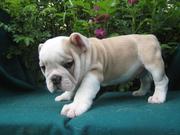 Adorable Bulldog Puppies For Free Adoption