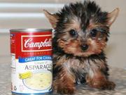 Adorable And Lovely TeaCup Yorkie Puppies For Adoption contact via(joh