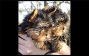 Adorable Yorkie Puppies For  Adoption