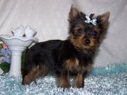    Cute yorkie puppies for Adoption