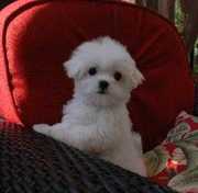 Male and Female Teacup Maltese Puppies For Free Adoption