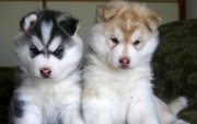Male an dnfemale siberian husky puppies for adoption