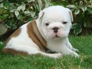 Adorable Male And Female English Bulldog Puppies Ready For A New Home