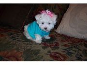 adorable maltese puppiese for free adoption