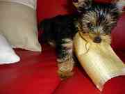 Yorkshire Terrier Puppies For Re-homing