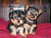 female and male yorkie puuppies for adoption 