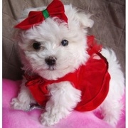 Tiny Male and Female Maltese Puppies For A Home