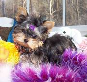 outstanding yorkie puppies for free 