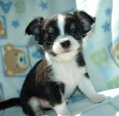 outstanding male and female chihuahua puppies free for adoption