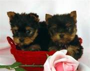 sweet babies yorke puppies available for adoption cont me at(johson_gr