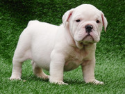 We Have Beautiful  Female pups from Champion bloodlines.