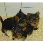 Adorable TeaCup Yorkie Puppies For Free Adoption