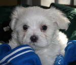 Lovely Maltese Puppies For Free Adoption