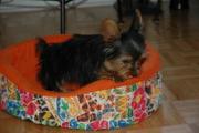 cute baby yorkie puppies for adoption