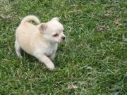 chihuahua Puppies For free Adoption