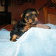 Doll Face T-Cup Yorkie Puppies For Free Adoption 
