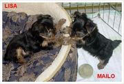 Cute And Healthy Yorkie Puppies For Rehoming