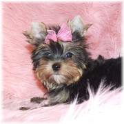 Cute And Lovely Female Teacup Yorkie Puppy For Free Home Adoption