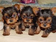 Adorable Male And Female Yorkie  Puppies Ready For A New Home