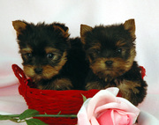 !!~AKC REG Sweetest Male & Female Yorkie Puppies For Lovely Home's~!!