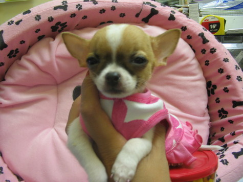 Quality <b>Teacup Chihuahua</b> Quality <b>Teacup Chihuahua</b>