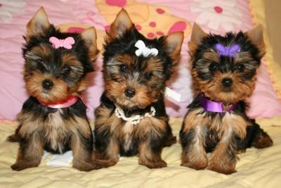 Adoption Information Technology on Teacup Yorkie Puppies For Adoption   Dogs For Sale  Puppies For Sale