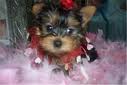 Adorable Male And Female Yorkie Puppies Ready For A New Home